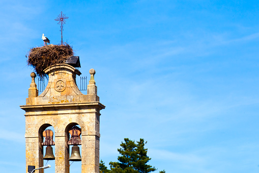 Cattail, ancient church bell tower and stork nest with three young storks standing on it. Monforte de Lemos, Lugo province, Ribeira Sacra, Galicia, Spain. Camino de santiago