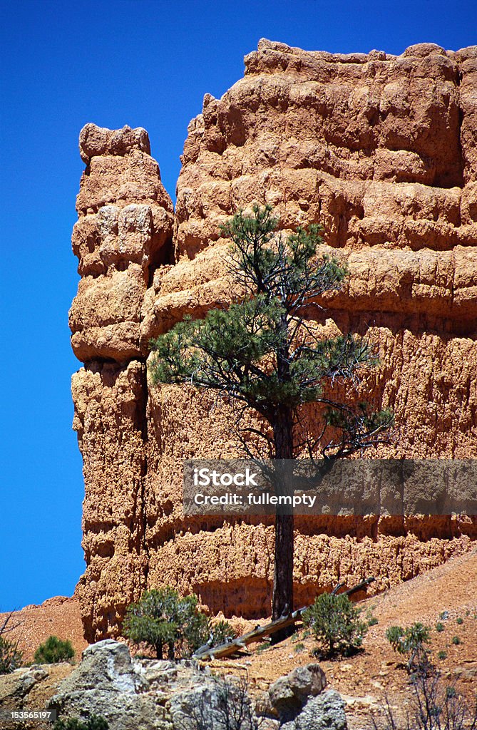 Red Canyon in Utah Red Canyon and tree on blue sky in Utah, USA Blue Stock Photo