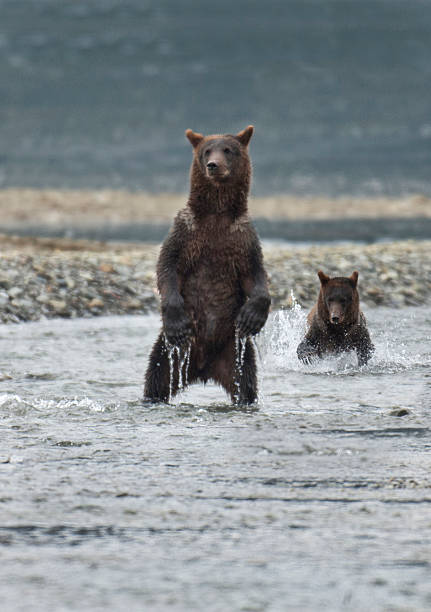 istock Bears fishing 153565791