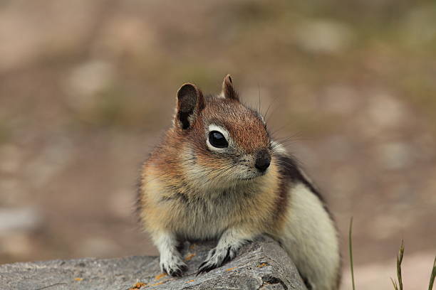 istock Curious Golden-mantled Ground Squirrel, Jasper Park, Canada. 153565861