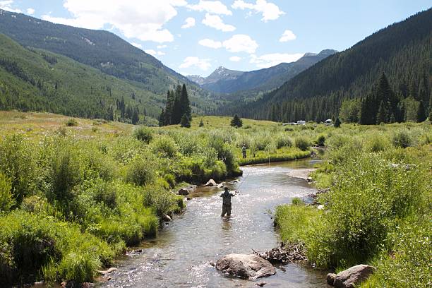 Fly Fishing in a Stream Fly fisherman in a stream in Colorado. fly fishing stock pictures, royalty-free photos & images