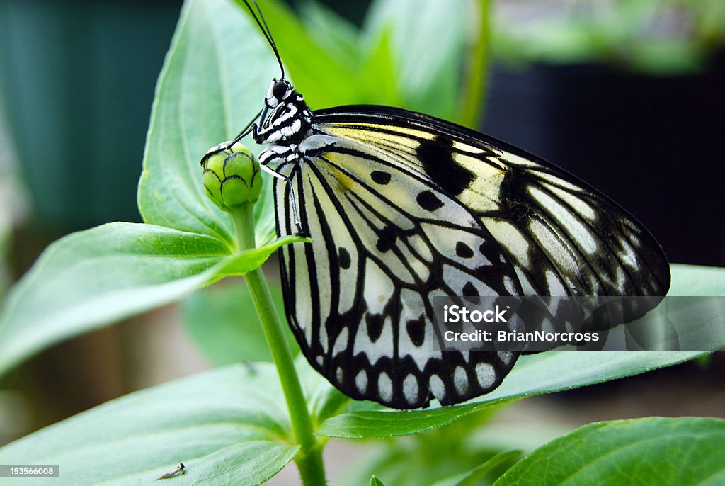 Exotic Butterfly Closeup of an exotic butterfly Animal Antenna Stock Photo