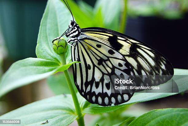Exotic Butterfly Stock Photo - Download Image Now - Animal Antenna, Animal Body Part, Animal Wildlife