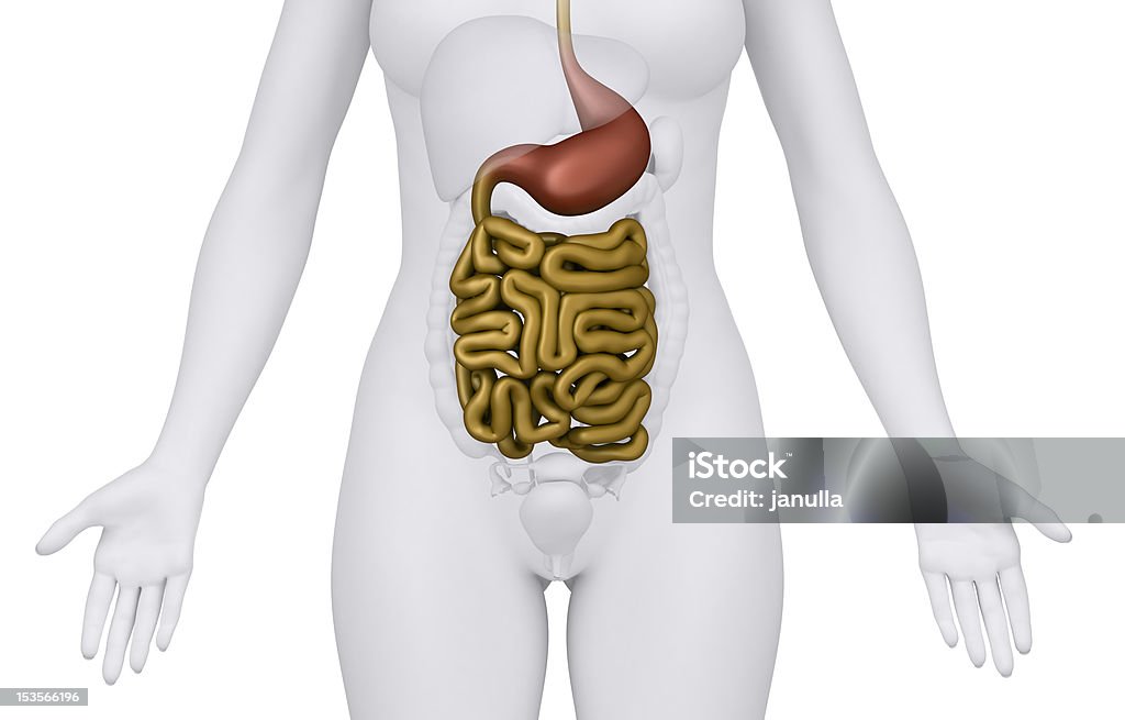 Female guts and stomach anatomy anterior view \r\n\r\n Abdomen Stock Photo