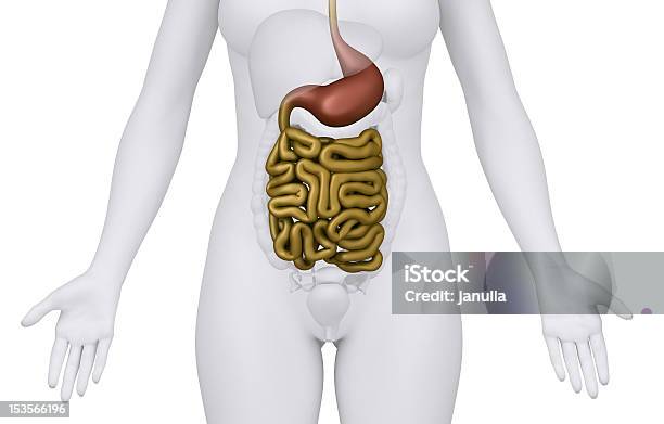 Female Guts And Stomach Anatomy Anterior View Stock Photo - Download Image Now - Abdomen, Anatomy, Appendix