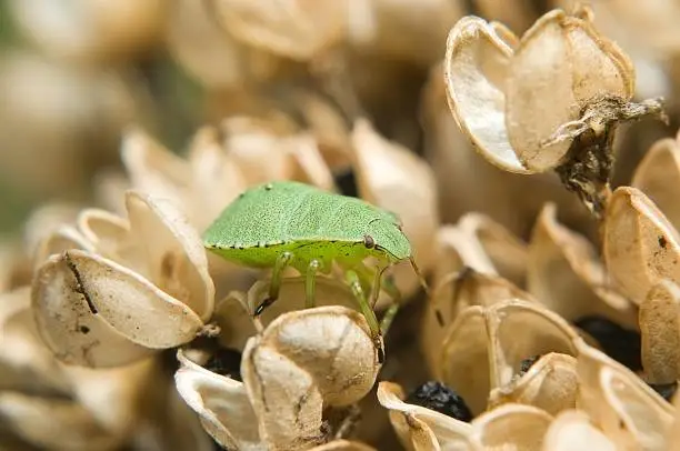 Green shield bug (Palomena prasina)