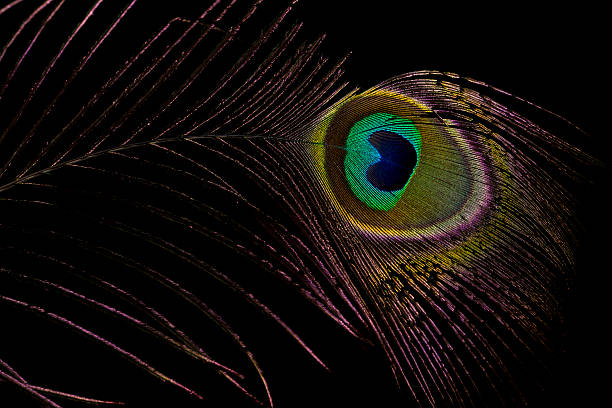 istock Peacock freather 153566605