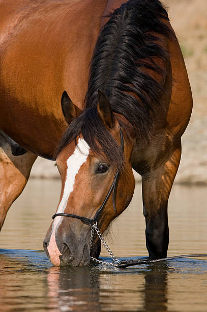 istock Nice brown horse in the water 153566671