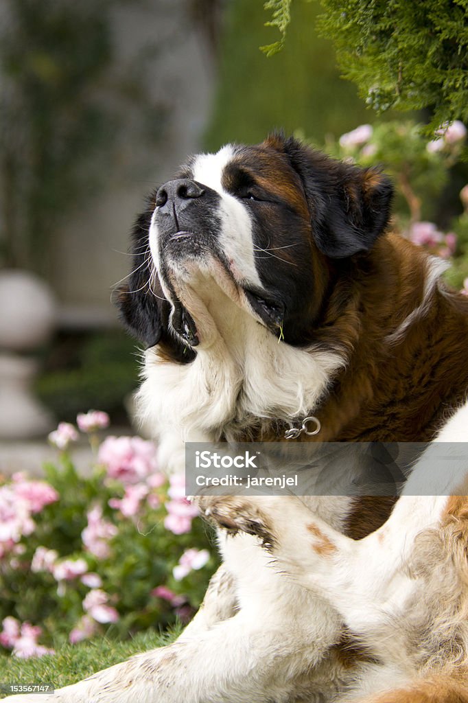 St. Bernard Hund kratzen - Lizenzfrei Hund Stock-Foto