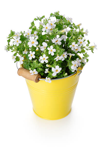 White flowers in yellow bucket stock photo