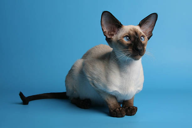 istock Siamese cat with blue eyes horisontal diagonal view on turquoise 153567749