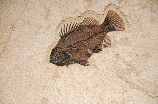 Fossil of a Fish Facing Down on Flat Brown Stone. This is a horizontal stock photo of an actual fish fossil.