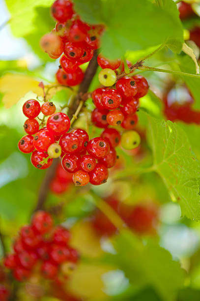 Red currant berries close-up on green leaves stock photo