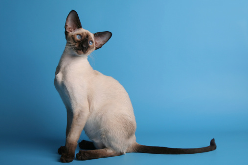 Siamese cat with blue eyes horizontal left side view on turquoise