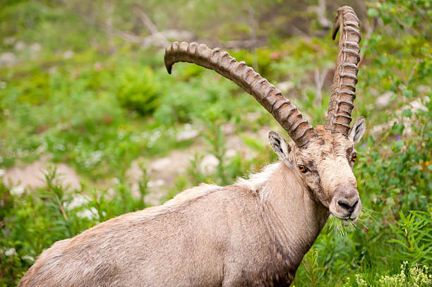 istock Wild mountain goat Capra Ibex close-up portrait eating grass 153567936
