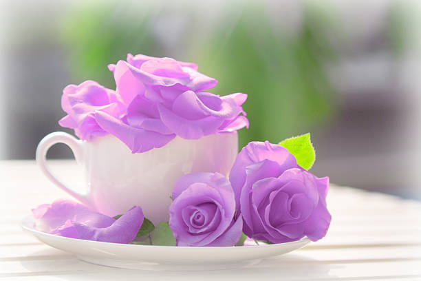 Purple Roses stock photo