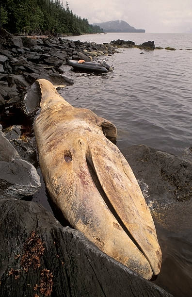 whale karkasse - alexander archipelago animals in the wild one animal animal stock-fotos und bilder