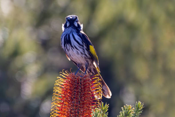 istock Australian New Holland Honeyeater 1535684249