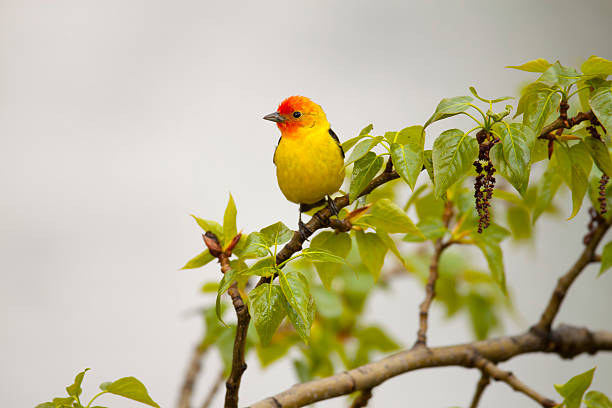 Western Color A vibrant male Western Tanager poses next to copy space. piranga ludoviciana stock pictures, royalty-free photos & images