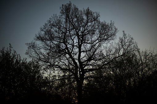Large oak tree in forest. Tree in park. Sprawling oak branches. Pre-dawn hour in nature.