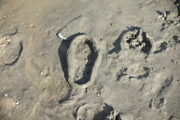 istock Dirt on road. Traces in mud. Dried puddle. 1535686928