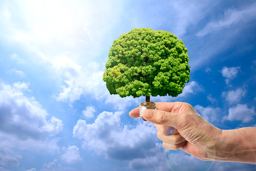 Close-up of hand holding a light bulb with big green tree against blue sky.
Green ecology and saving energy concept