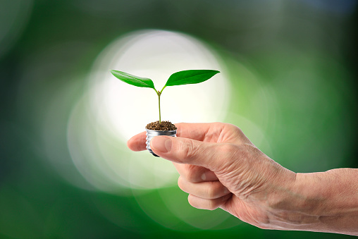 Close-up of hand holding a light bulb with emerging sprout against blurred light.
Green ecology and saving energy concept