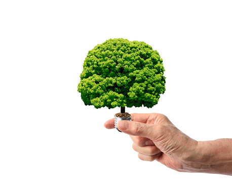 Close-up of hand holding a light bulb with big green tree against white background.
Green ecology and saving energy concept