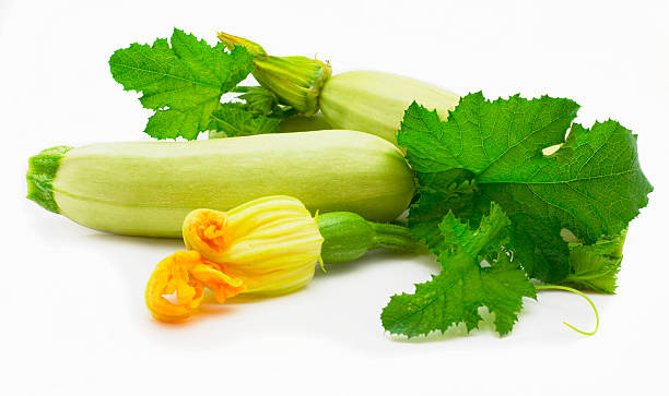 frutas da medula - zucchini squash marrow squash vegetable imagens e fotografias de stock