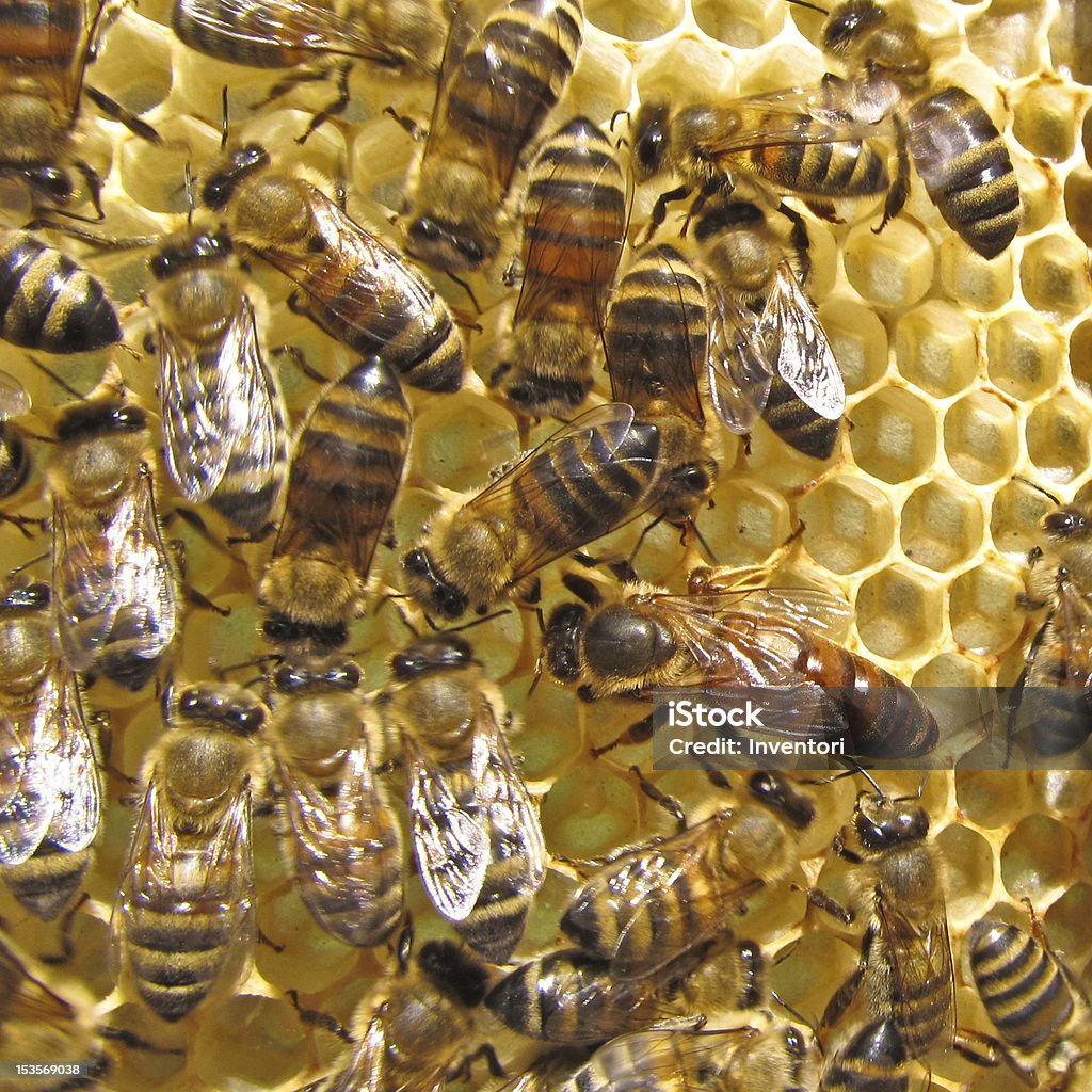 A cabeça de abelha Colônia - Foto de stock de Abelha royalty-free