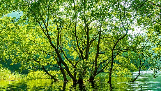 Green forest reflected in calm lake