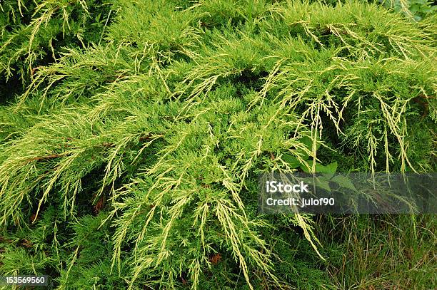 Thuja Tree Stock Photo - Download Image Now - American Arborvitae, Evergreen Tree, Formal Garden