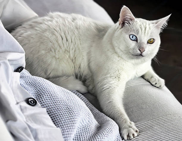 One white cat, two different eyes stock photo