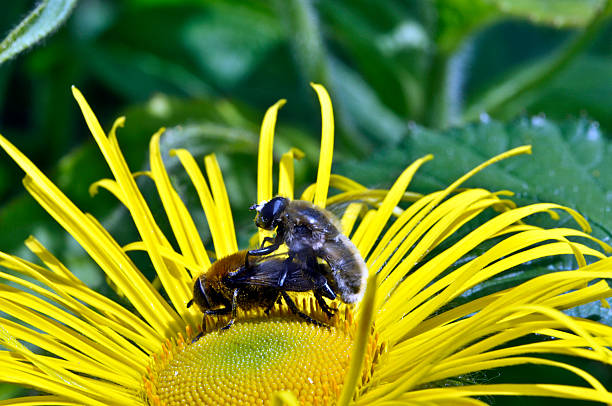 Insect sex on a yellow flower stock photo