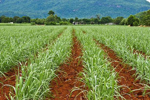 zuckerrohr farmland - gasohol stock-fotos und bilder