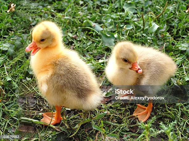 Gelbe Ducklings Stockfoto und mehr Bilder von Agrarbetrieb - Agrarbetrieb, Ente - Wasservogel, Entenküken