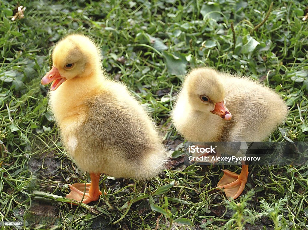 Amarelo ducklings - Royalty-free Amarelo Foto de stock