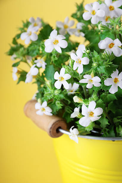 Fleurs blanches sur fond jaune - Photo