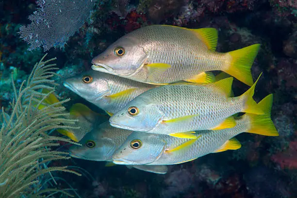 Snappers on a coral reef. Taken underwater in the Florida Keys