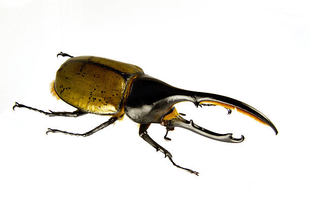 dynastes ハーキュリーズ - rhinoceros beetles ストックフォトと画像