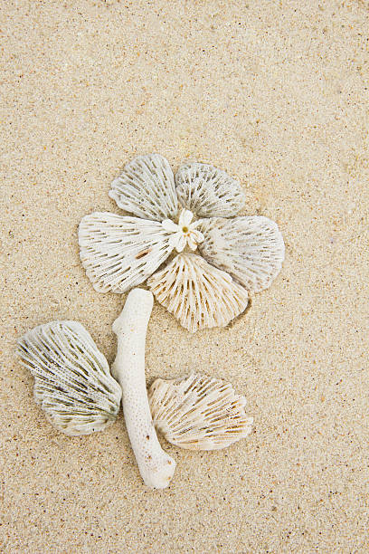 Coral flower stock photo