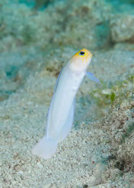 Closeup of the Yellowhead Jawfish. Taken in the Florida Keys