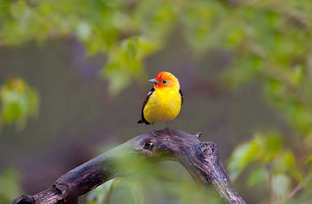 Color Perch A vibrant male Western Tanager relaxes in the spring rain. piranga ludoviciana stock pictures, royalty-free photos & images