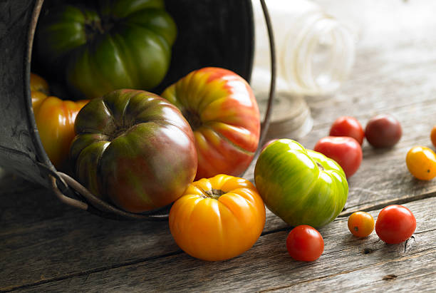 colheita de tomates - vegitables imagens e fotografias de stock