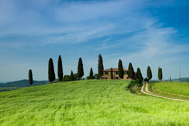 istock Countryside with green grass and cypresses 153571571