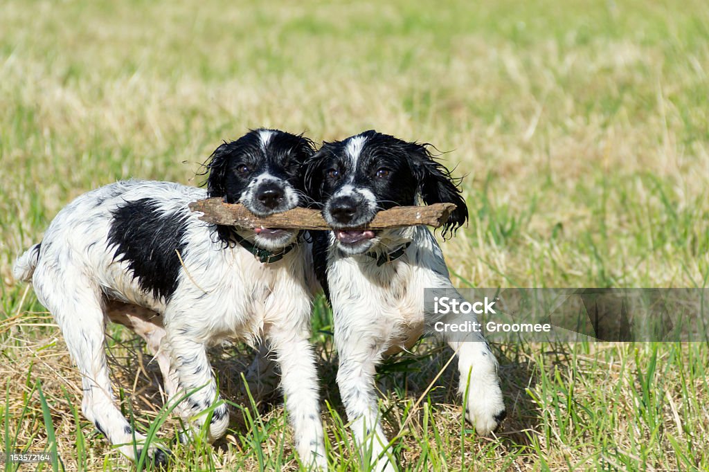 Consente di restare uniti-due bagnato fritta divertendosi. - Foto stock royalty-free di Ambientazione esterna