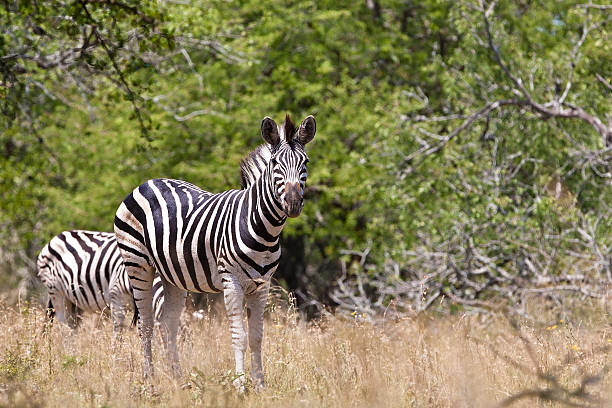 zebrasin parco nazionale di kruger - burchellii foto e immagini stock