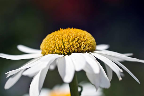 Close up of a daisy flower head stock photo