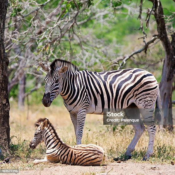 Zebras In Kruger National Park Stock Photo - Download Image Now - Africa, Animal, Animal Markings
