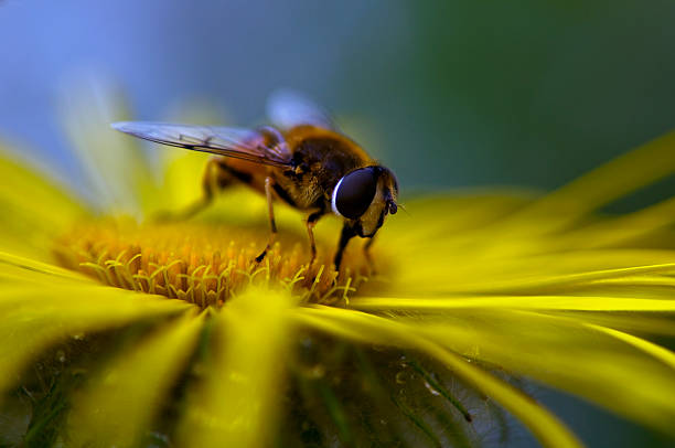 Close-up de polinização e uma flor amarela - foto de acervo